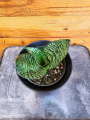 Sansevieria Green Hahnii, 4