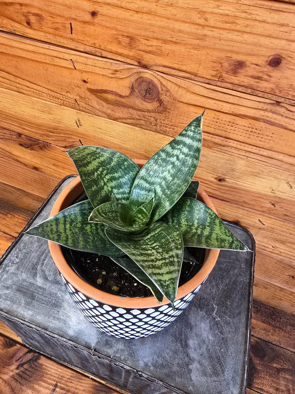 Sansevieria Green Hahnii, 6" Plant