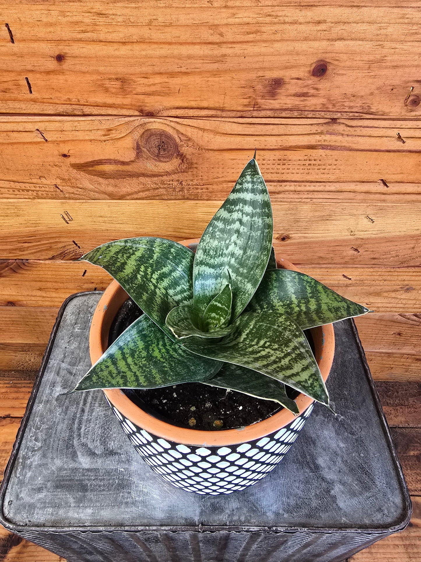 Sansevieria Green Hahnii, 6" Plant