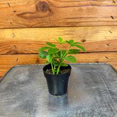 Schefflera Arboricola Mini, 2