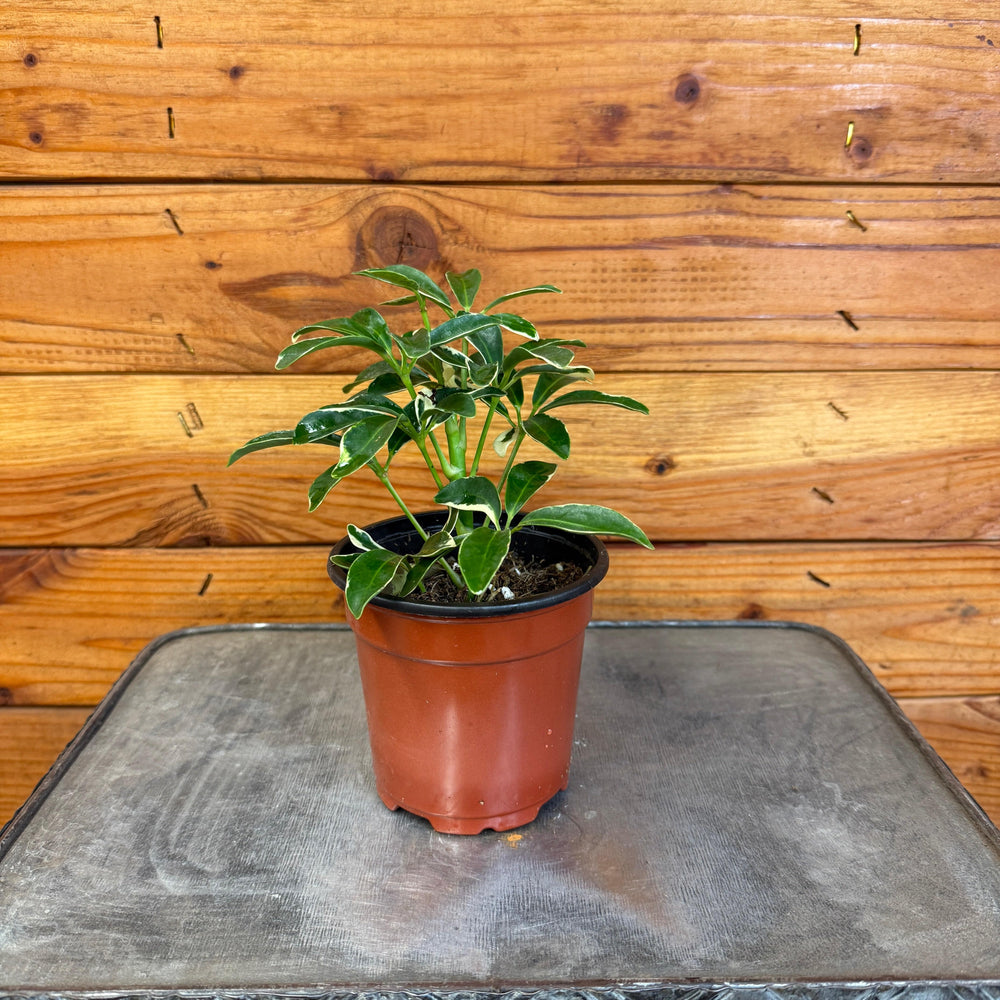 Schefflera Moondrop, 4" Plant
