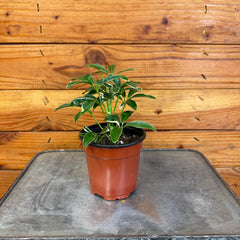 Schefflera Moondrop, 4