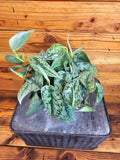 Scindapsus Silver Lady, 6" Plant