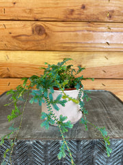 Selaginella Fern Peacock, 2