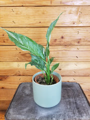 Spathiphyllum Domino, 4