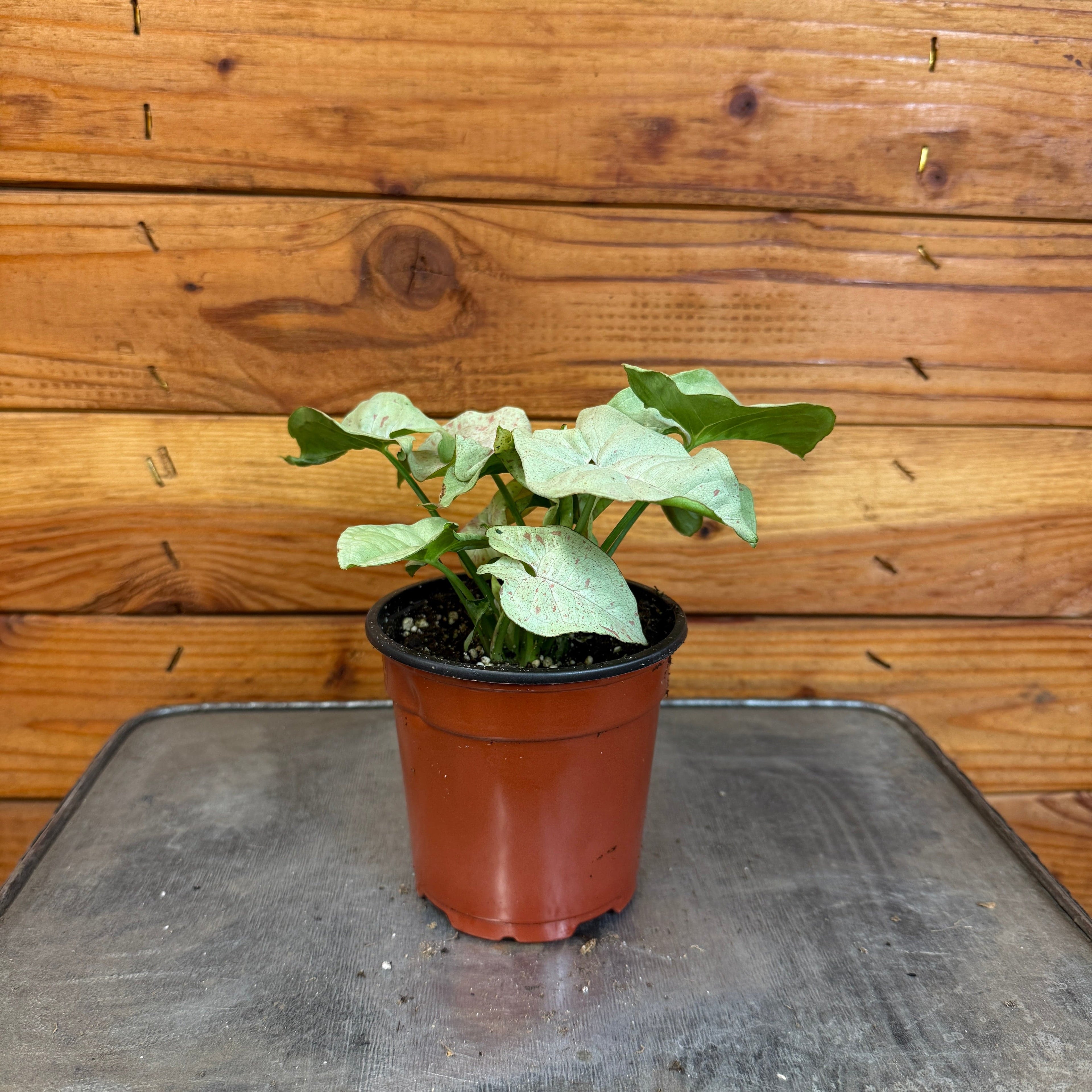 Syngonium Nephthytis Dazzle Color, 4" Plant