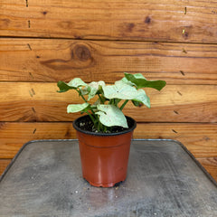 Syngonium Nephthytis Dazzle Color, 4