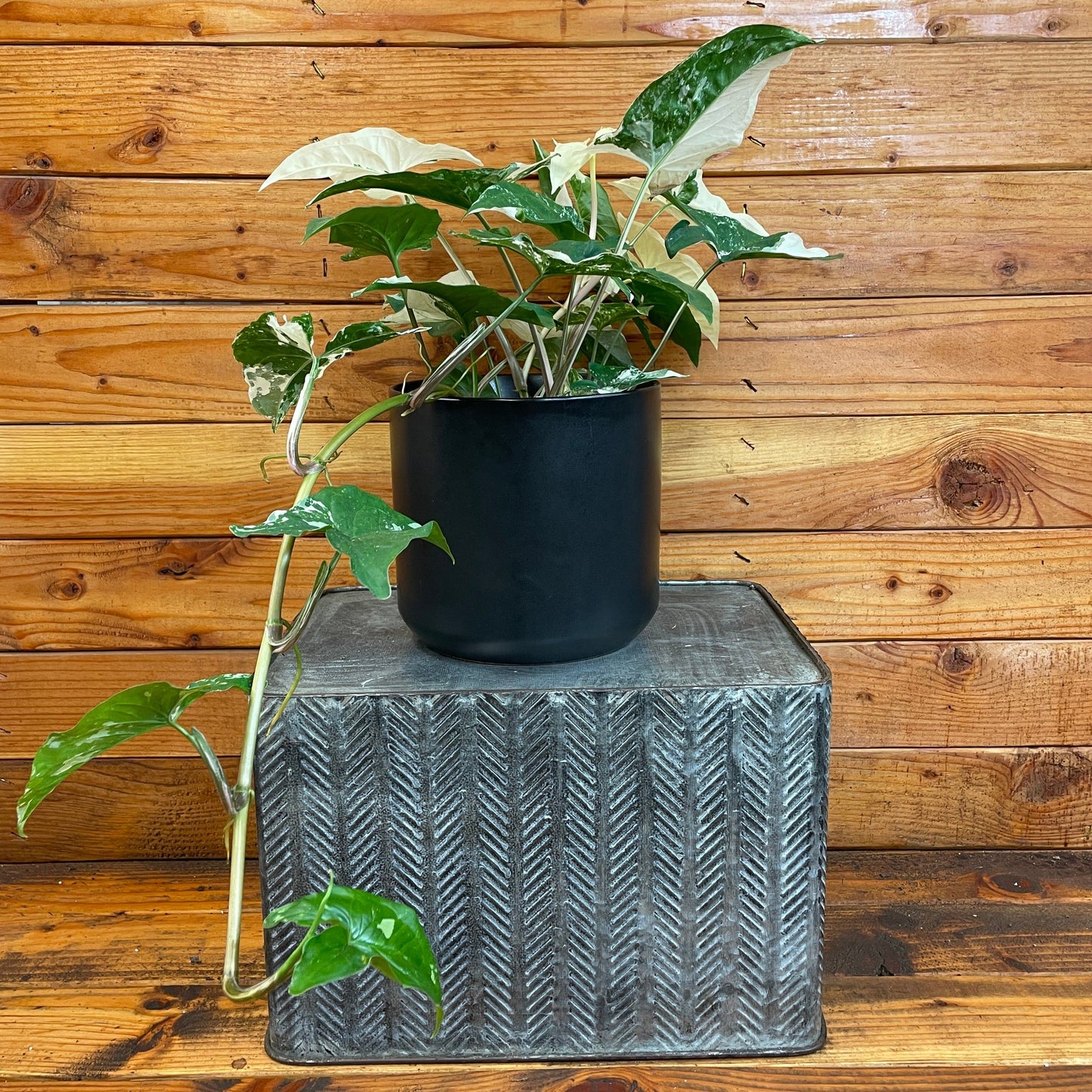 Syngonium Albo-Variegatum, 6" Plant