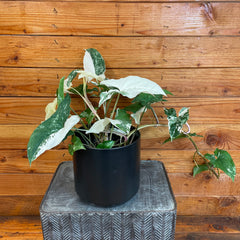 Syngonium Albo-Variegatum, 6