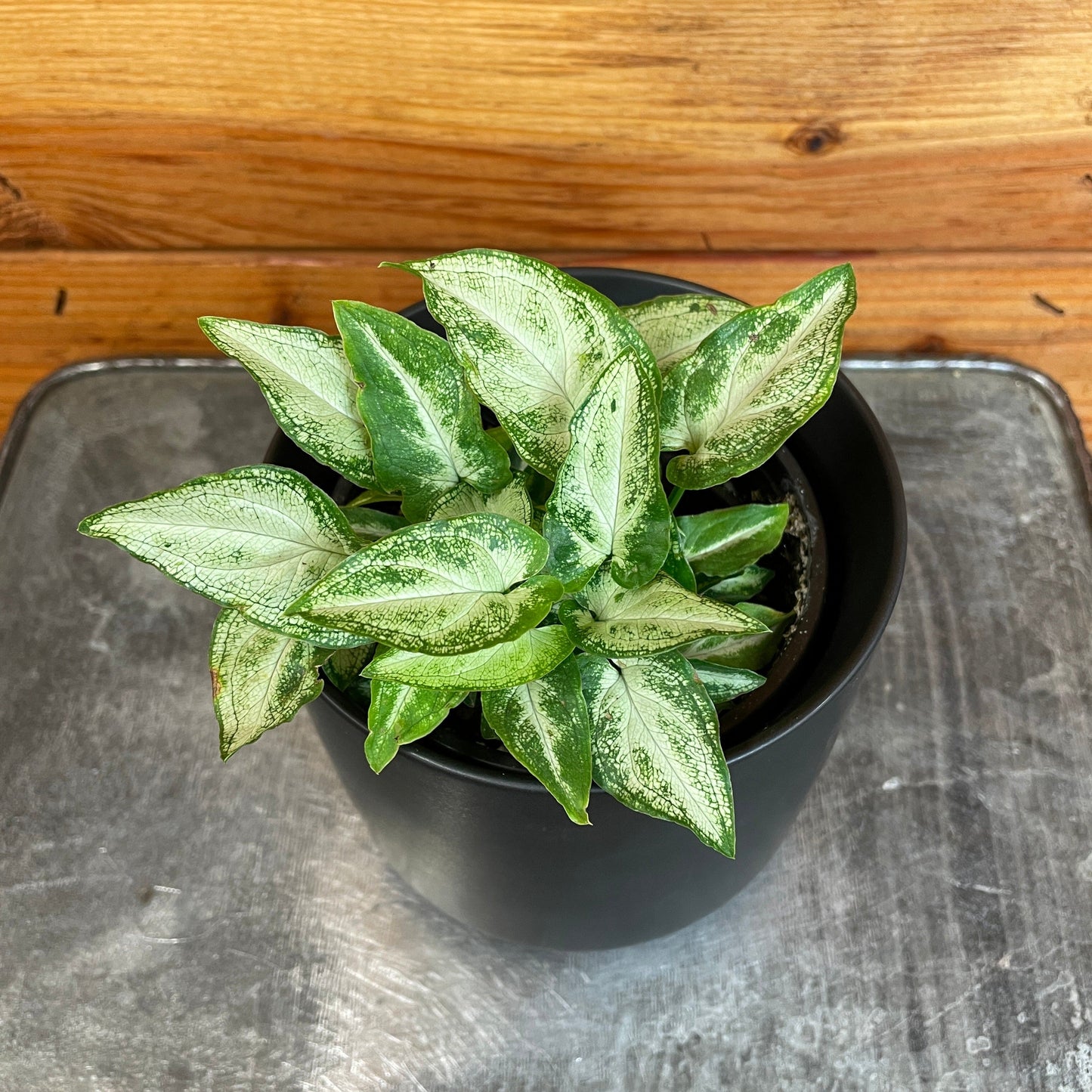 Syngonium 'Three Kings', 4" Plant