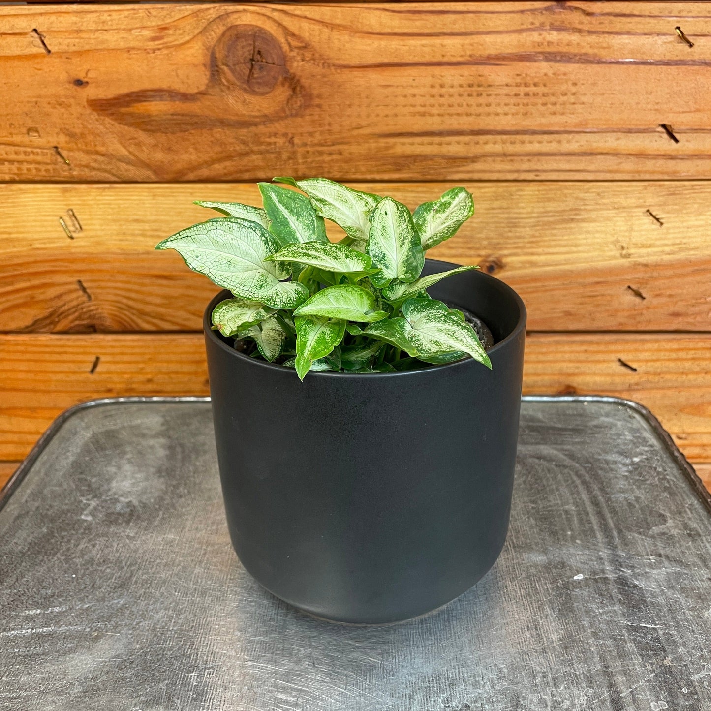 Syngonium 'Three Kings', 4" Plant
