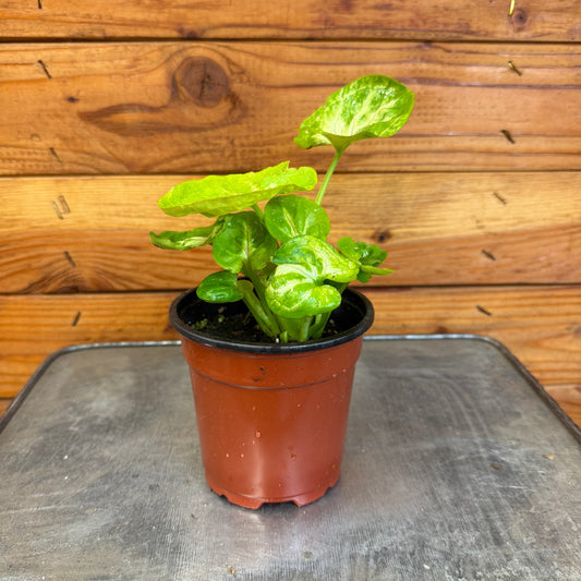 Syngonium Siam Kiwi Delight, 4" Plant