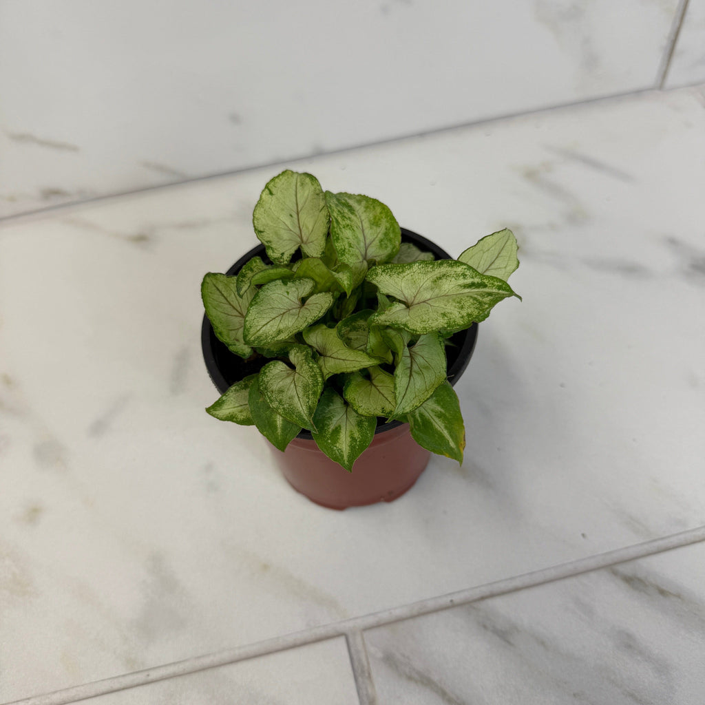 Syngonium Yami Red Wine, 4" Plant