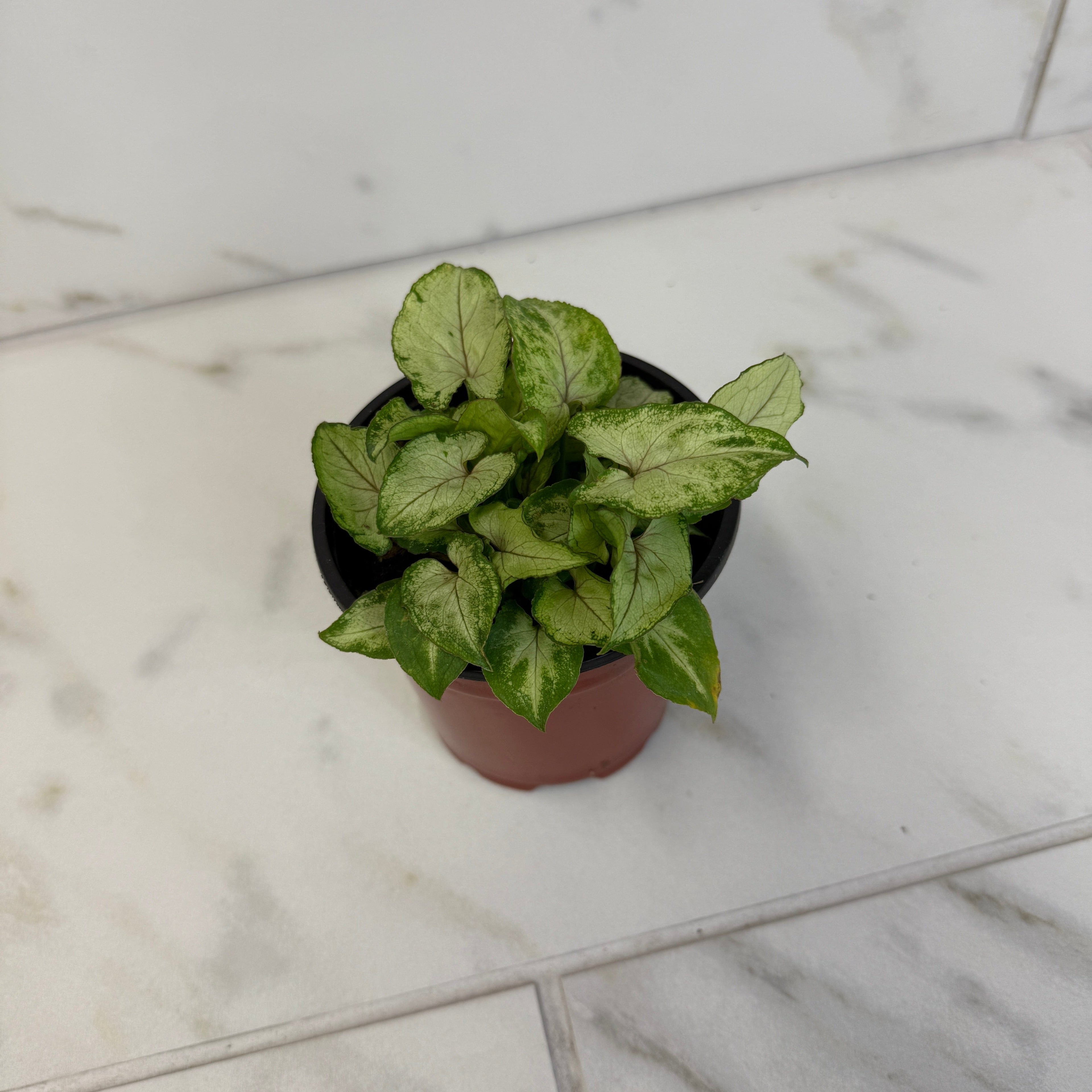 Syngonium Yami Red Wine, 4" Plant