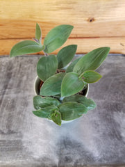 Tradescantia Baby Bunny Bellies 2
