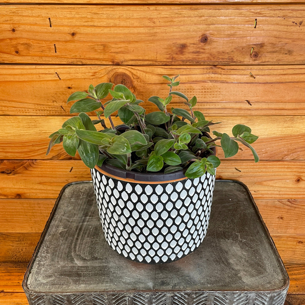 Tradescantia Baby Bunny Bellies 6" Plant