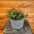 Tradescantia Baby Bunny Bellies 6" Plant