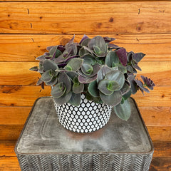 Tradescantia Sillamontana Purple Teddy Bear Vine, 6