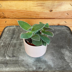 Tradescantia Sillamontana Teddy Bear Vine, 2
