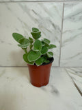 Tradescantia Sillamontana Teddy Bear Vine, 4" Plant