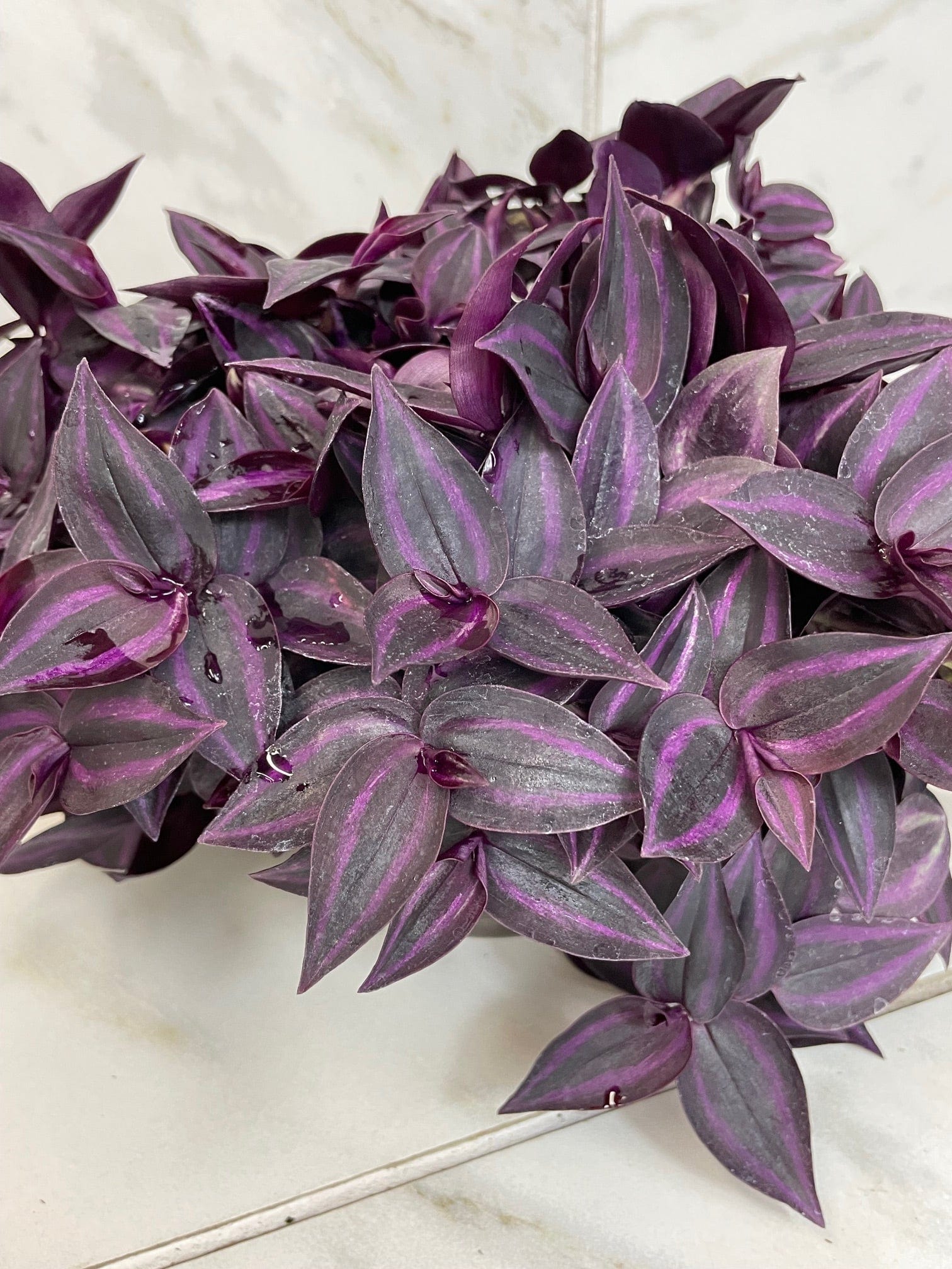 Tradescantia Zebrina Red Mini, 6" Plant