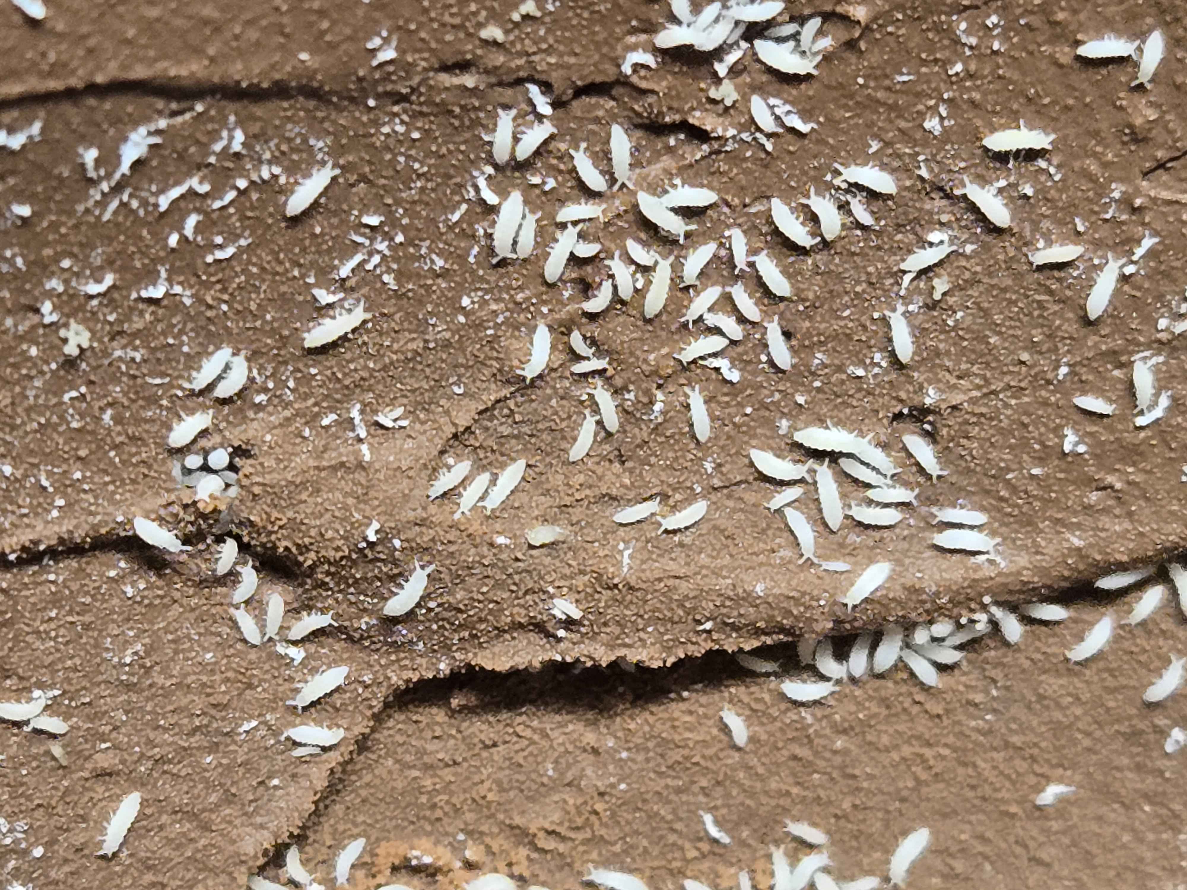 100+ White Albino Springtails (Ceratophysella sp. Lilac) β Shield Wall ...