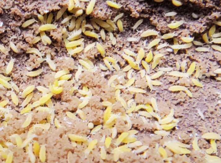 100+ Yellow Albino Springtails (Ceratophysella sp. Lilac)